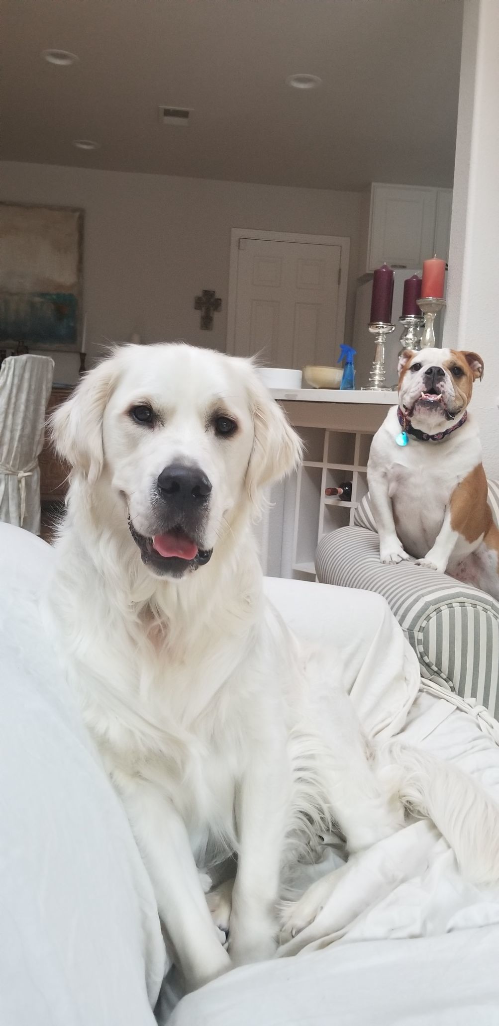 Sir Archibad Gumbo Zilliken (Archie) and Sir Jaxon Sazerac Zilliken (Jax)